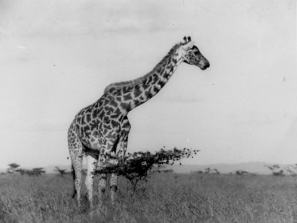 Giraffe near Nairobi, Kenya