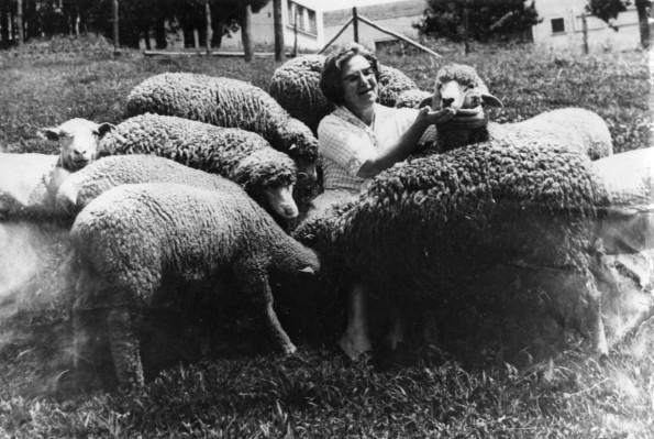 Brazil College, part of the sheep flock, 1970s