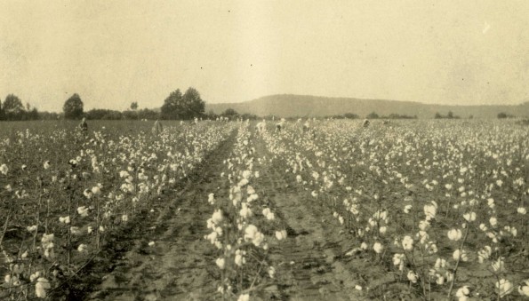 Oakwood College cotton field