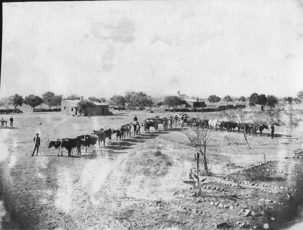 Solusi Mission ox teams and wagons loaded with grain off to Bulawayo, Southern Rhodesia