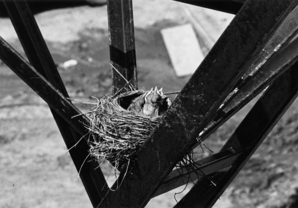 Andrews University Campus Scenes (Birds nest)