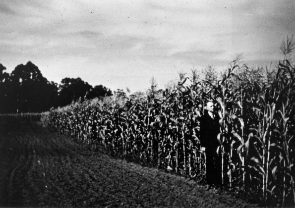 William G. C. Murdoch with nine foot tall corn while he was principal of Avondale College