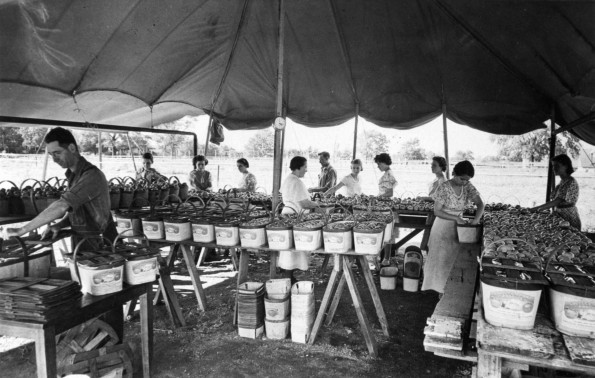 [Unknown people selling tomatoes at Emmanuel Missionary College]