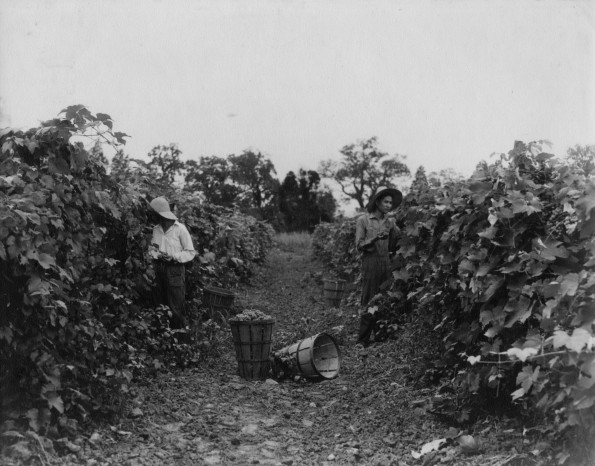 Two unknown people picking grapes in the Madison College vineyard