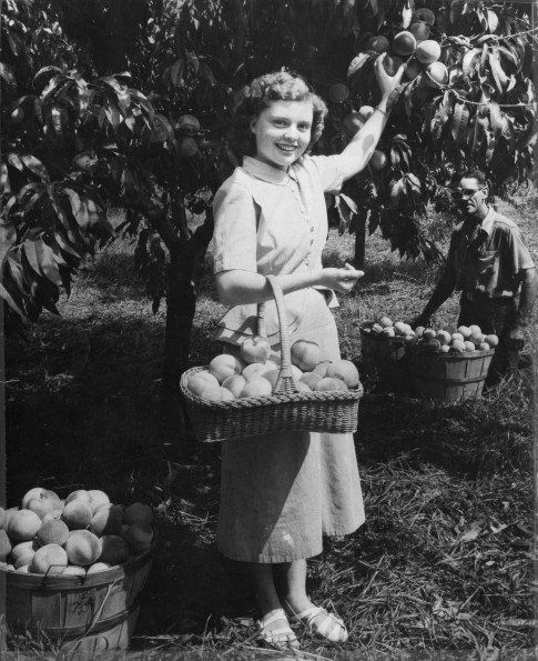 [Jean Hollingsworth and Lester Culpepper picking peaches at the Madison College farm]