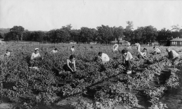 Unknown students picking peas at Madison College