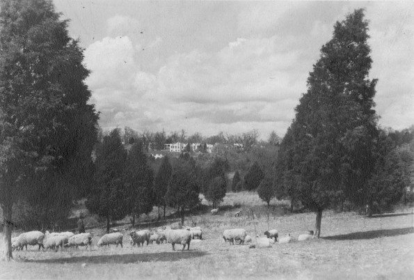 Sheep grazing with Madison Sanitarium in the distance